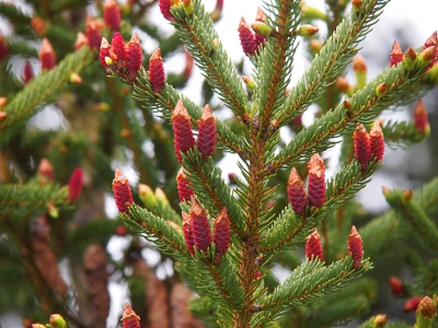 [Small pinkish red pinecones standing upright on branches of an evergreen.]